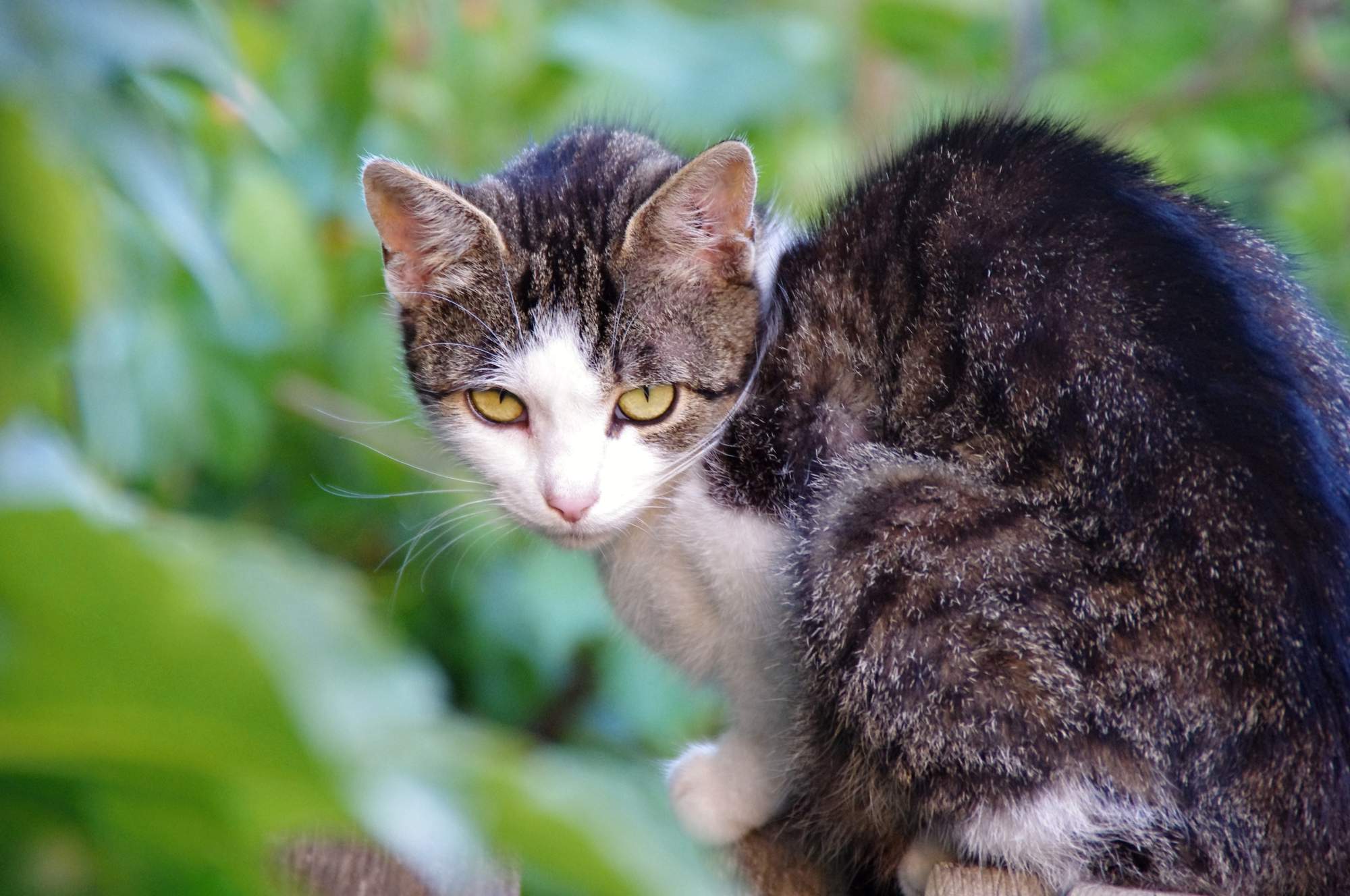 Aj na dovolenke útočí parazity