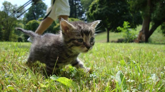 Po odčervenie späť do kondície