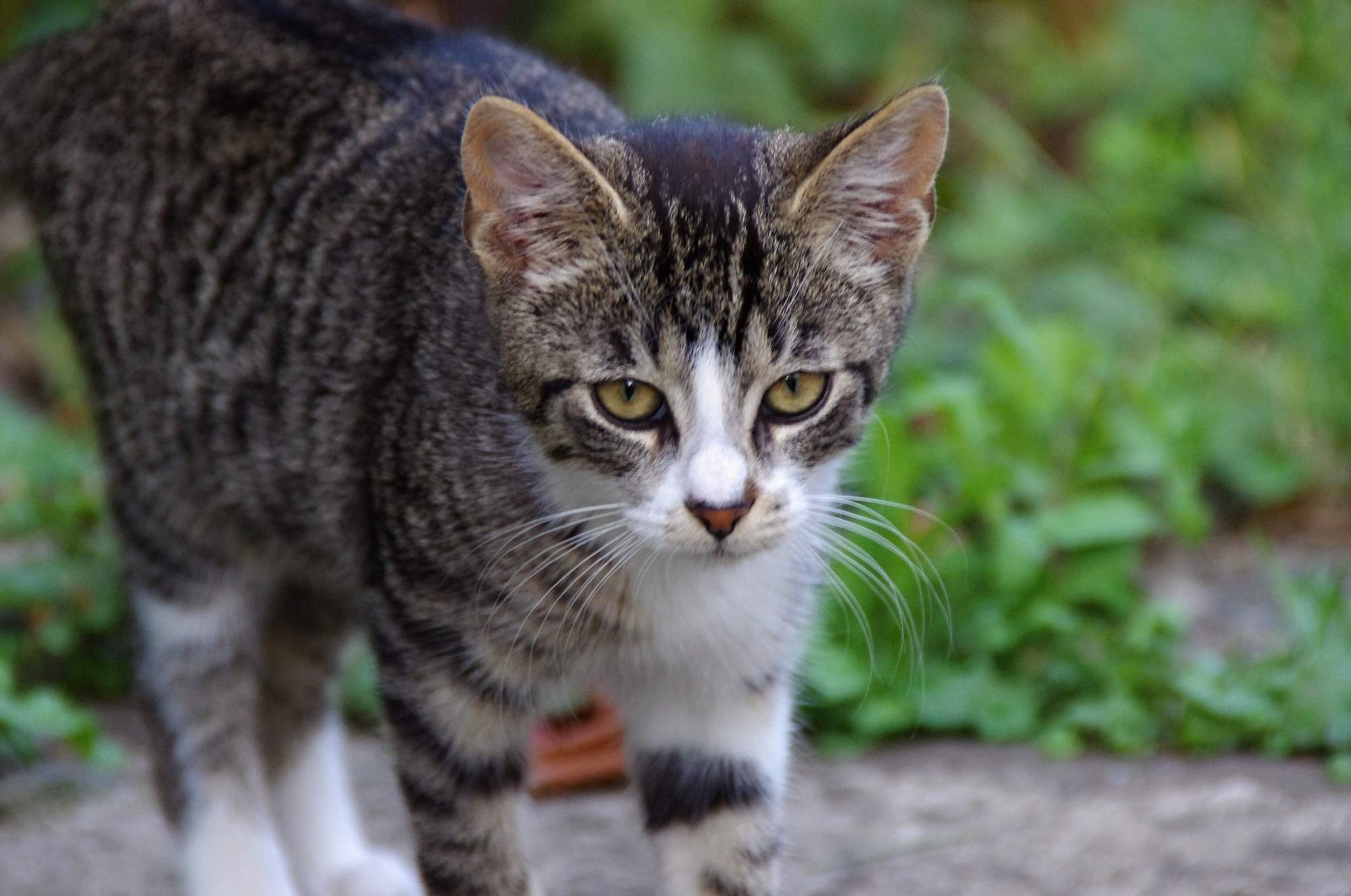 Čo potrebujú mačky pre spokojný život?