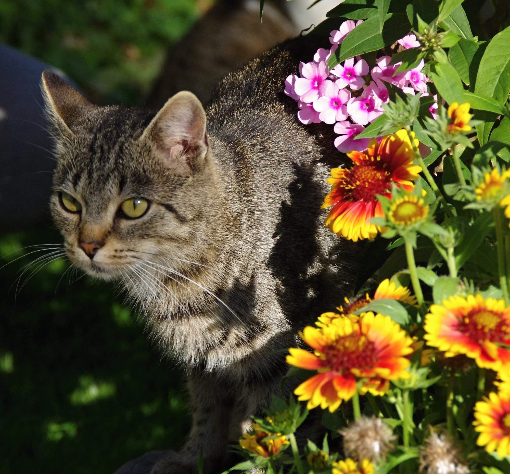 Najväčší veterinárna špičky sa zídu do Prahy
