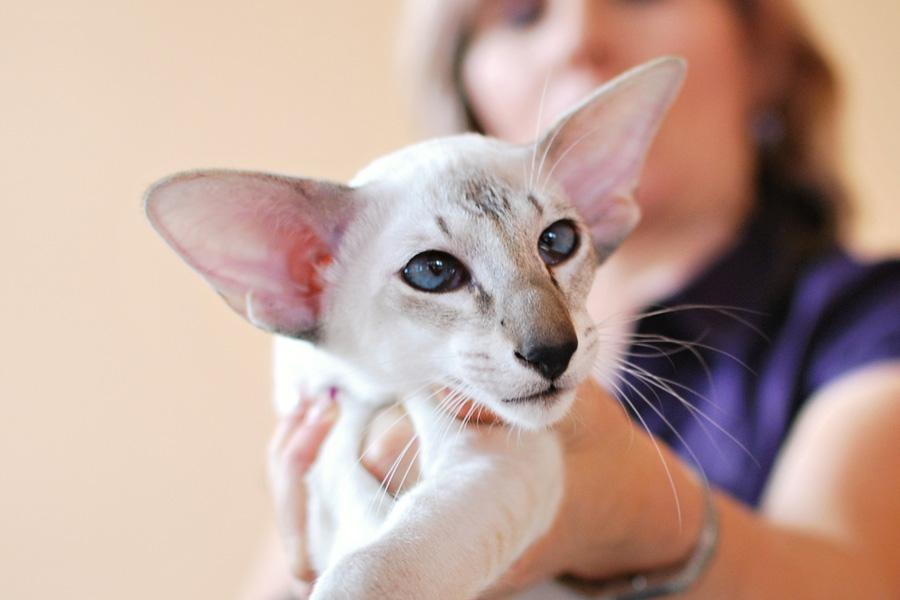 Rozprávanie o siamských a orientálnych mačkách