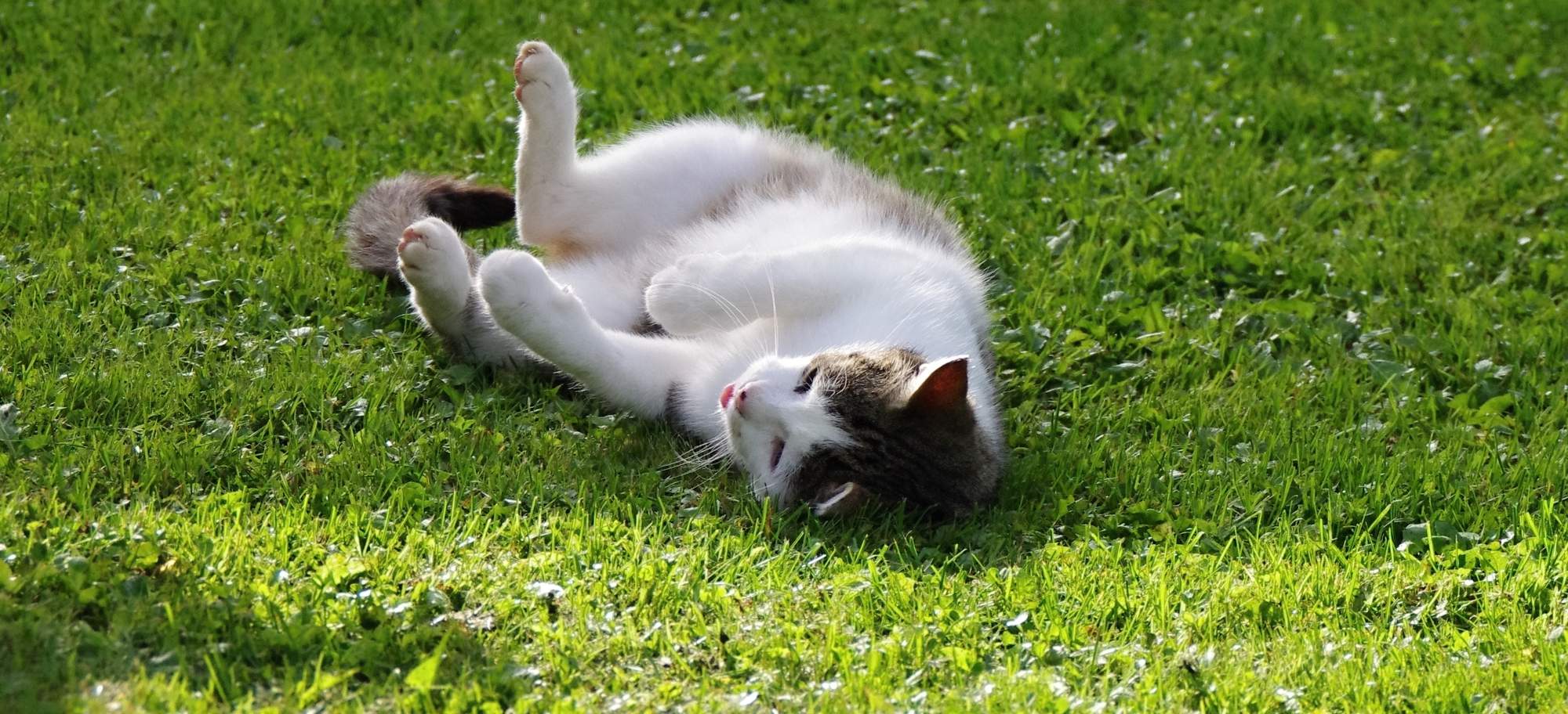 Homeopatická liečba hnačky a vracania