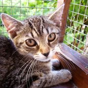 Pozvánka: Výstava mačiek bez domova