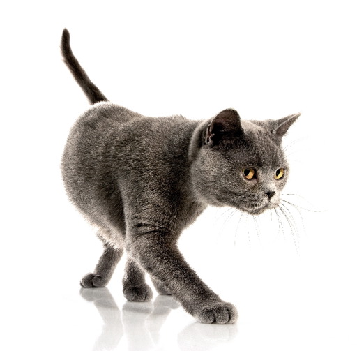 Problémy s močovými cestami