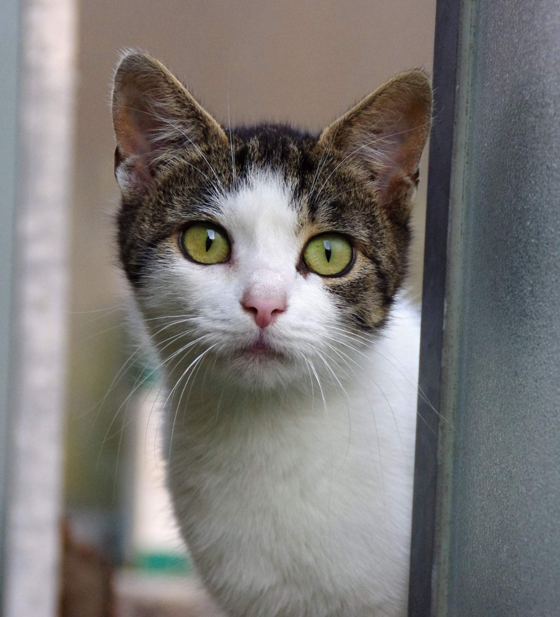 Zápal rohovky (keratitída) a homeopatická liečba