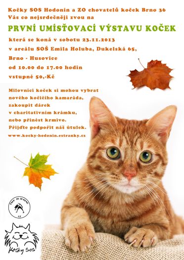Výstava opustených mačiek v Brne