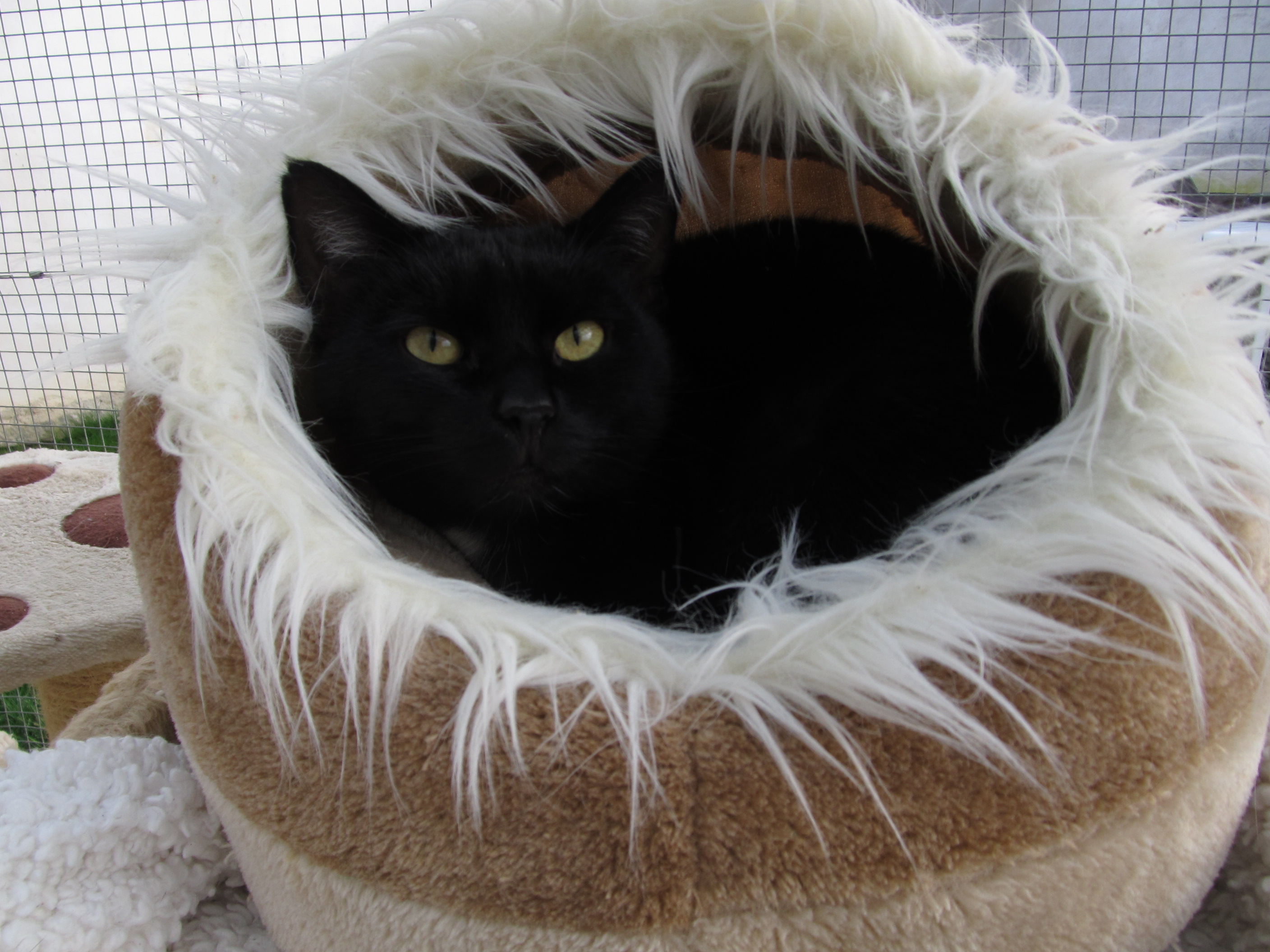 Výstava opustených mačiek v Modřanoch