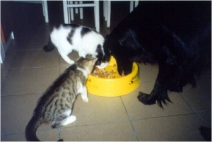 Mačky nemôžu domov