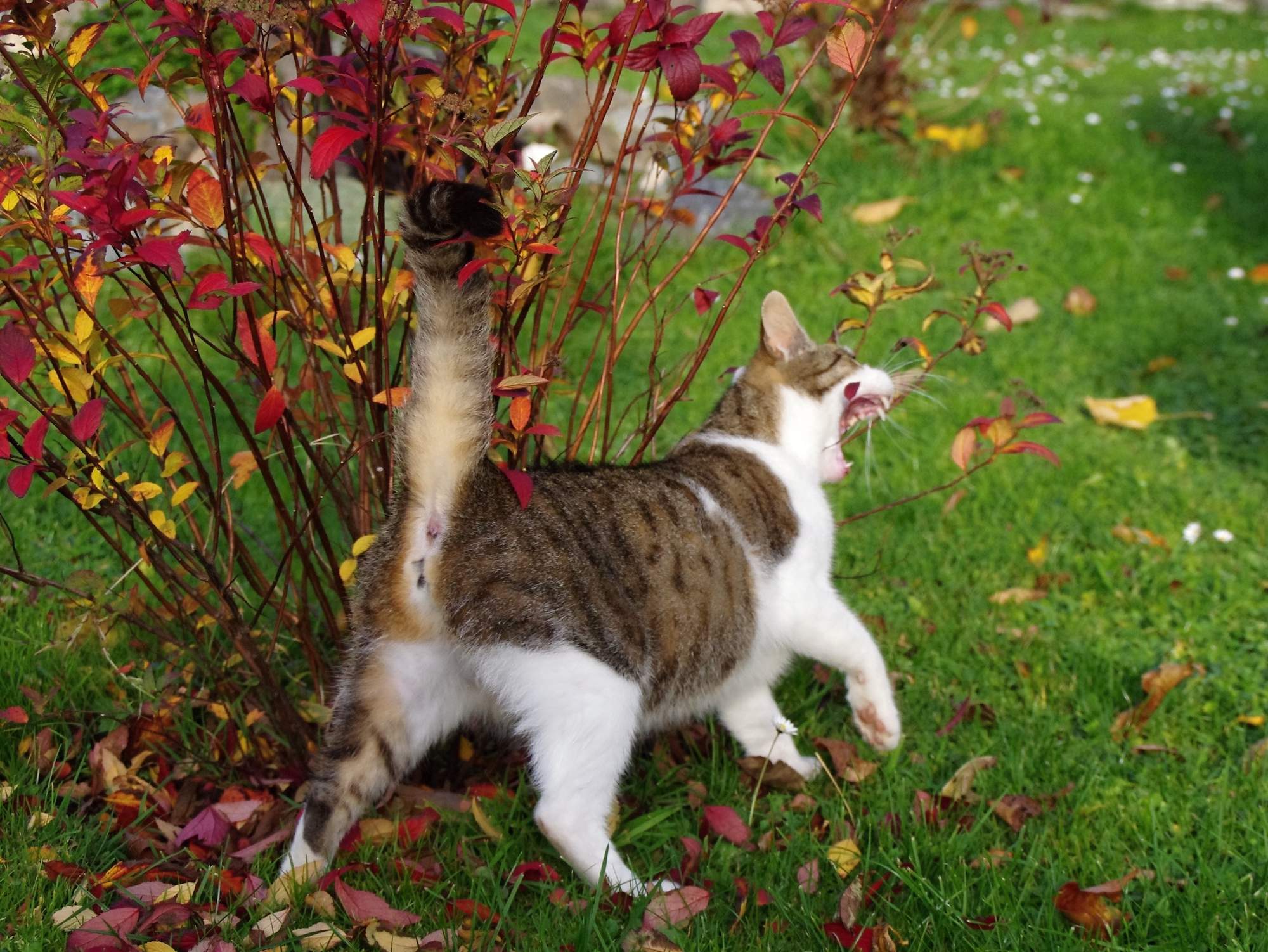 & # 8222; Zachrániť & # 8220; môže byť nebezpečné