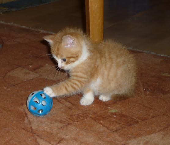 Pozvánka: Malá umiestňovacej výstava opustených mačiek