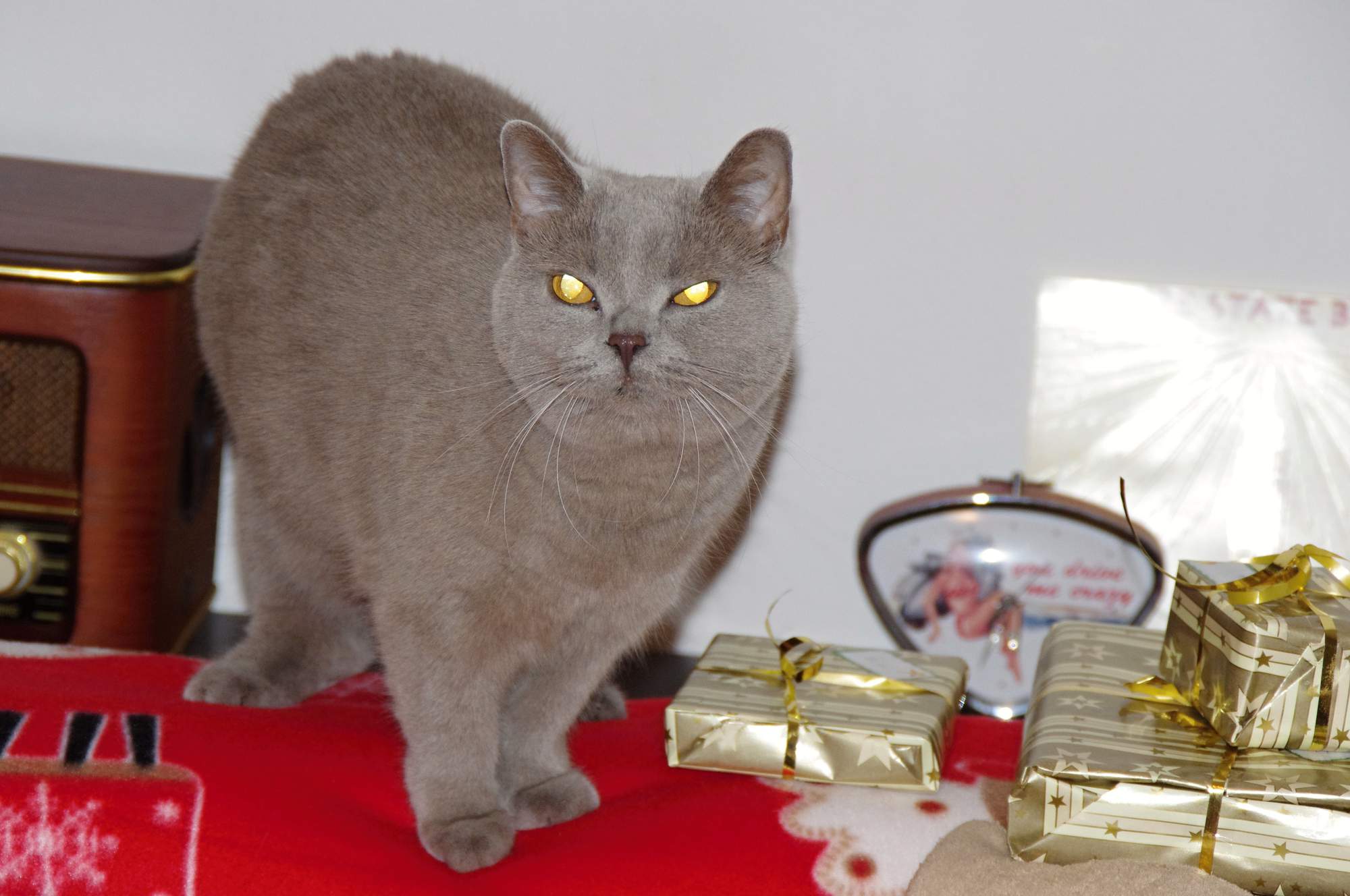 Tipy na vianočné darčeky pre mačky