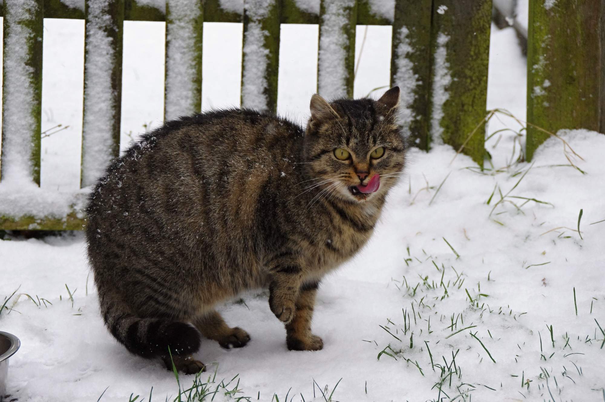 Agresivita a homeopatiká