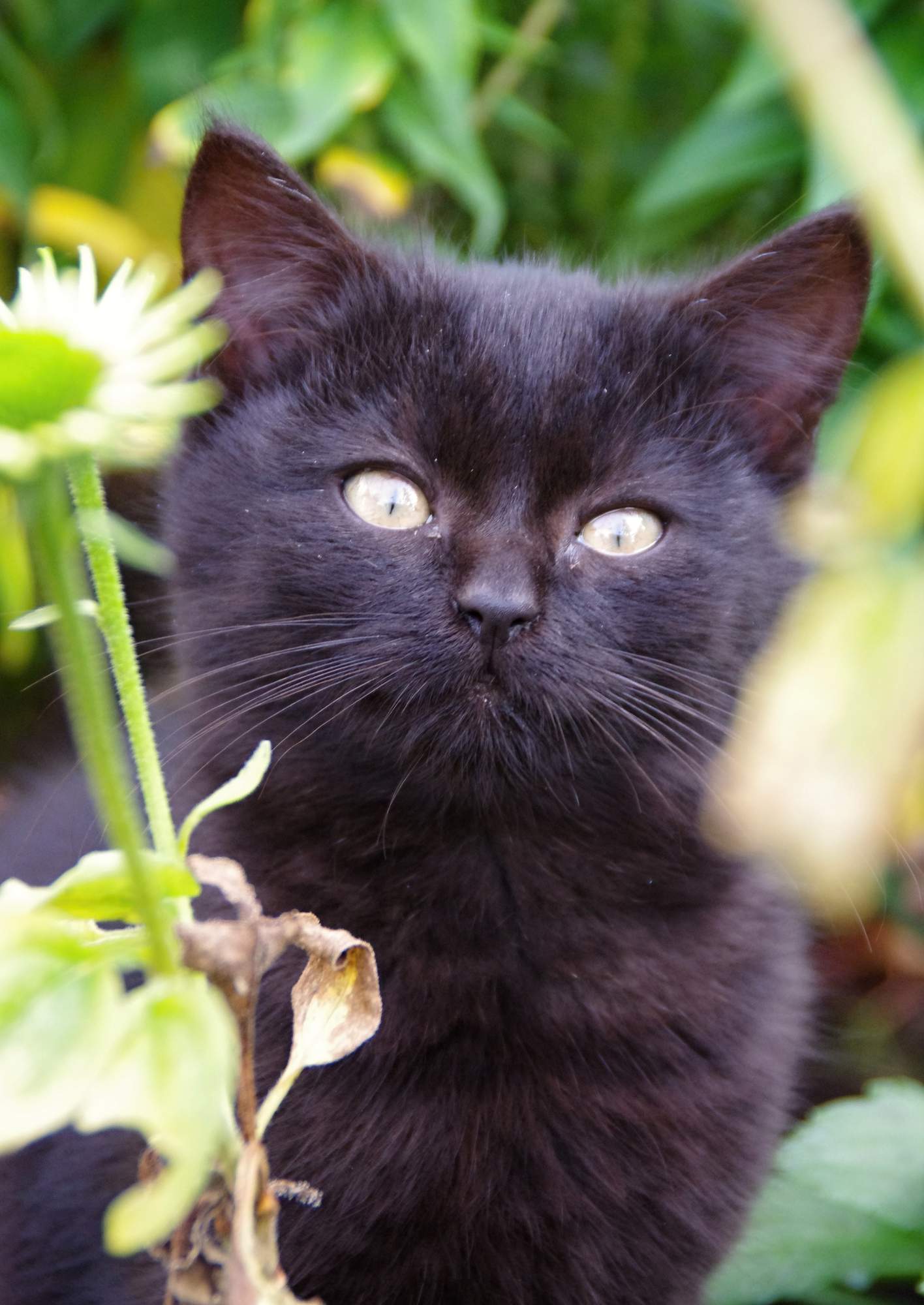 Útulkom sa rozdávalo krmivo