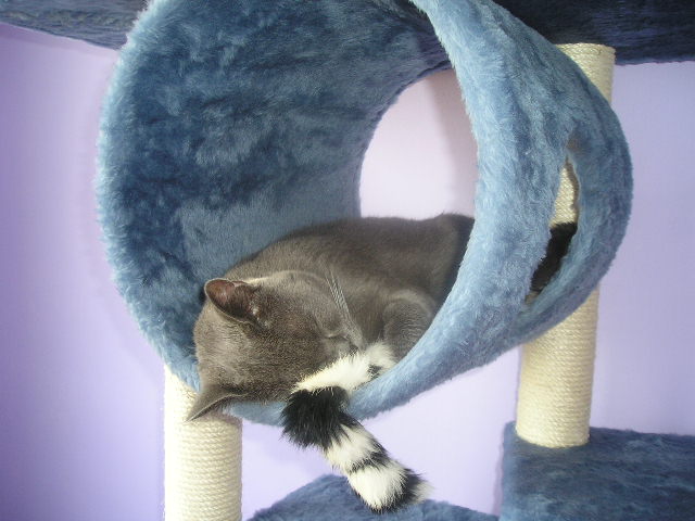 Nečistotné mačiatko