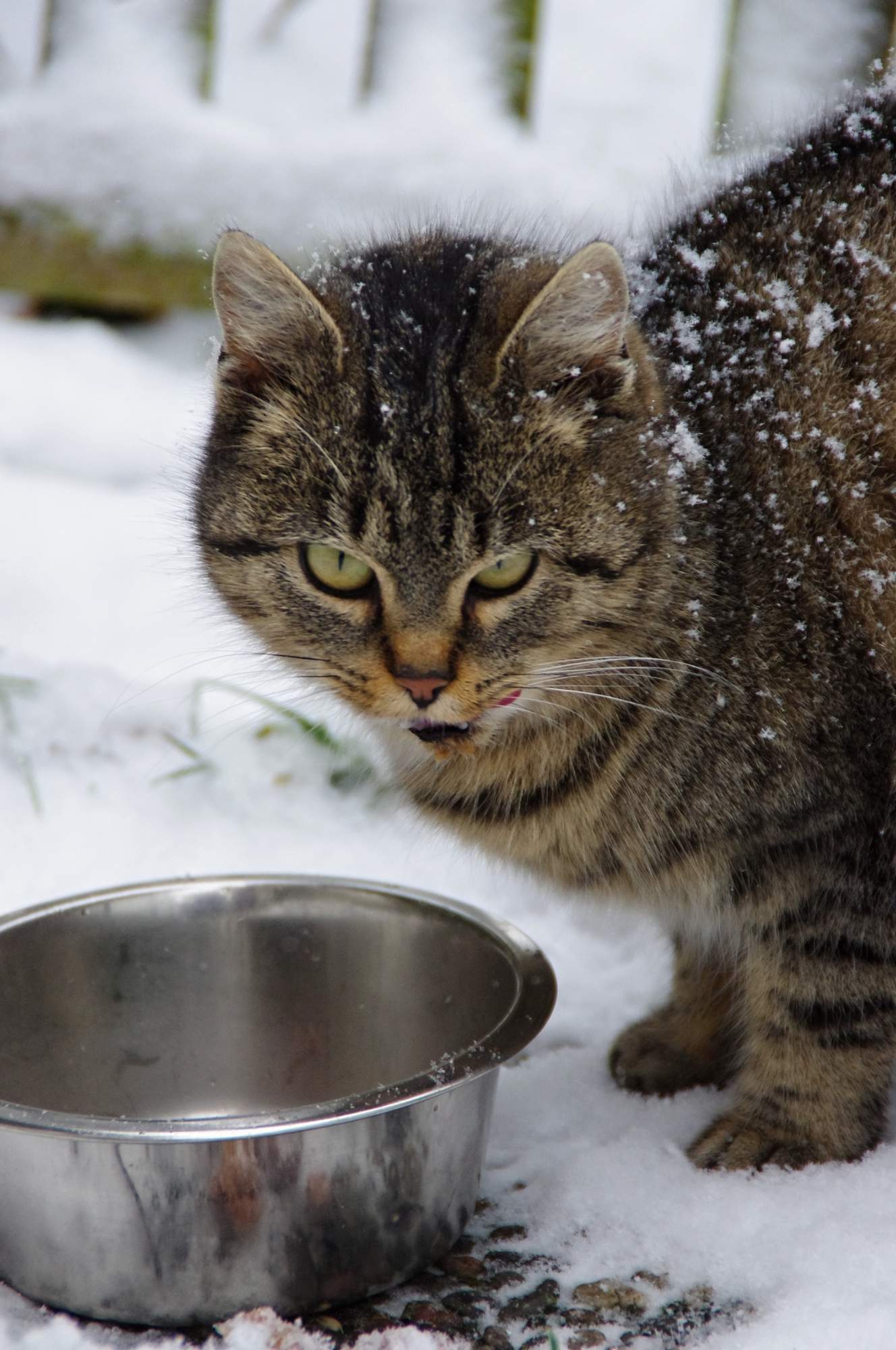 Charitatívne vianočné zbierka