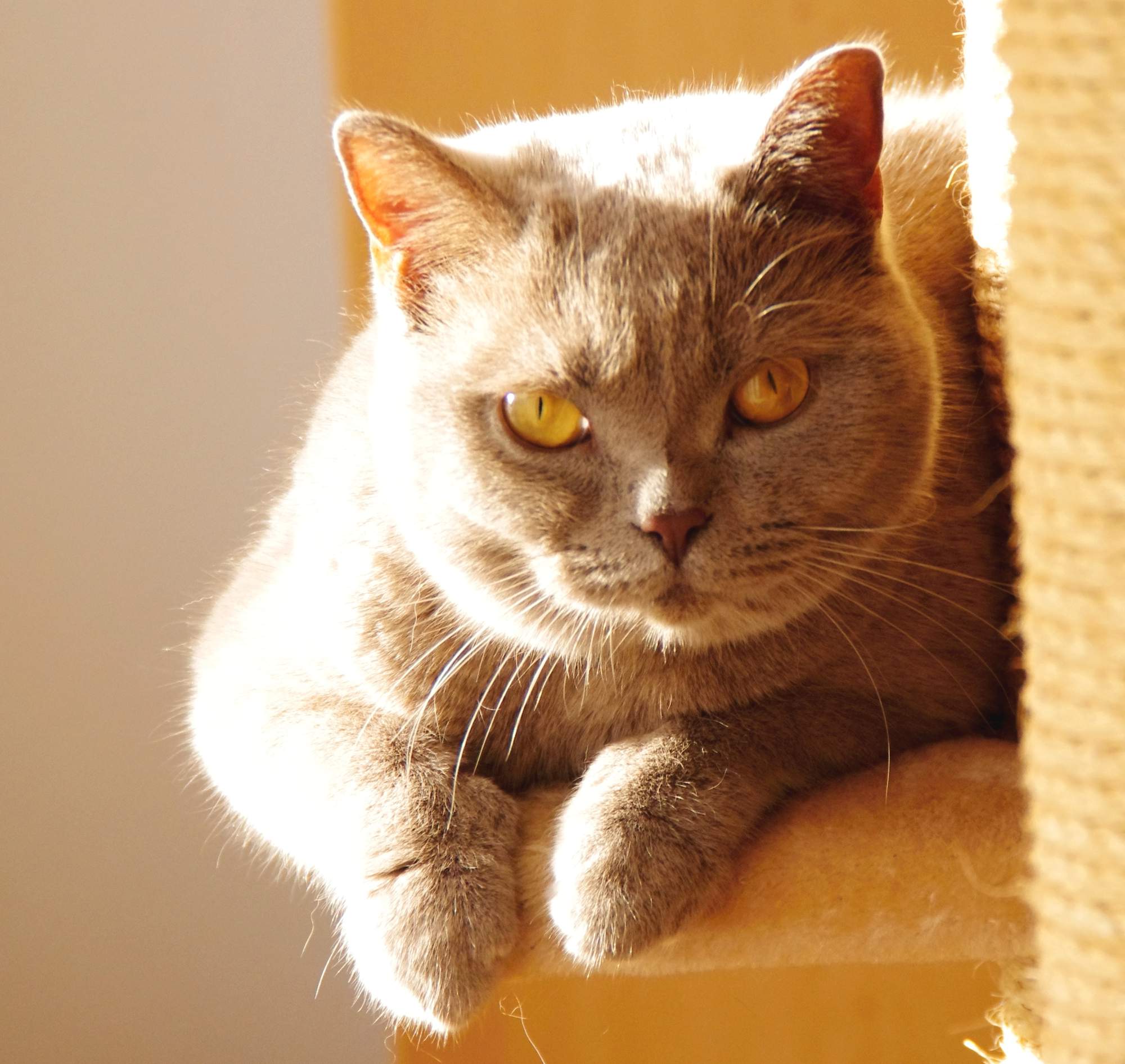 Klinika ústretová k mačkám