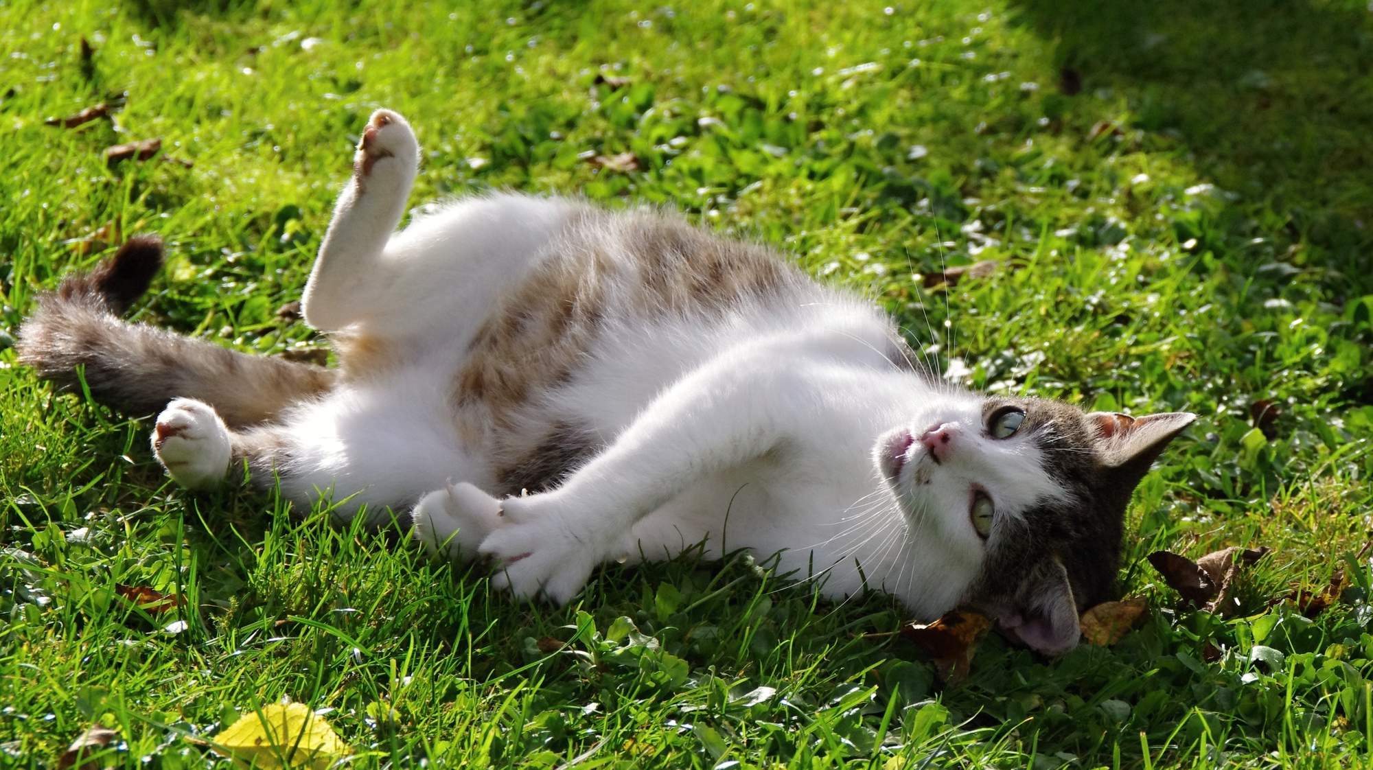 Pripravte svoju mačku na pôrod a dojčenie