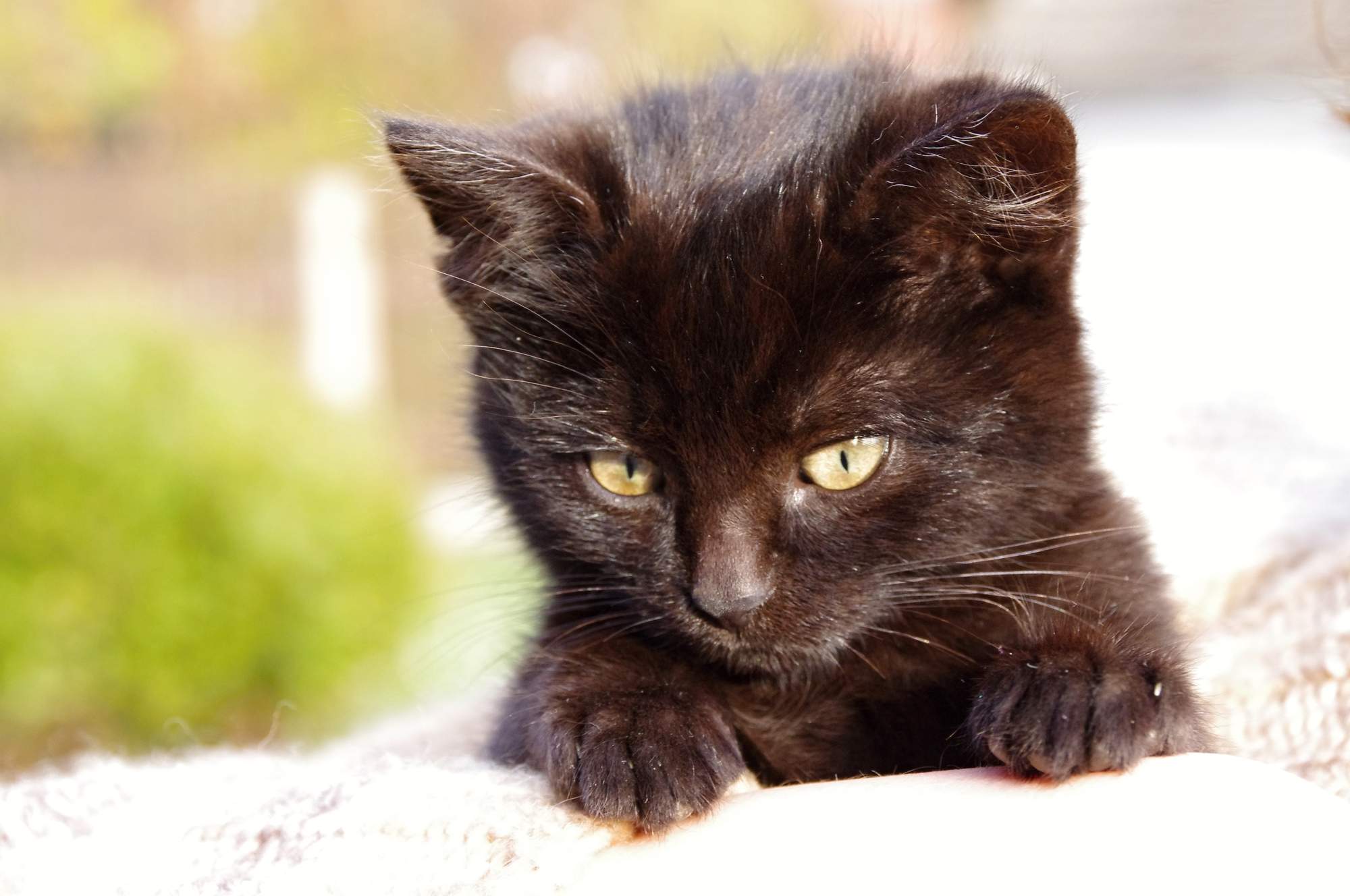 Mačky dostanú viac ako jeden a pol milióna