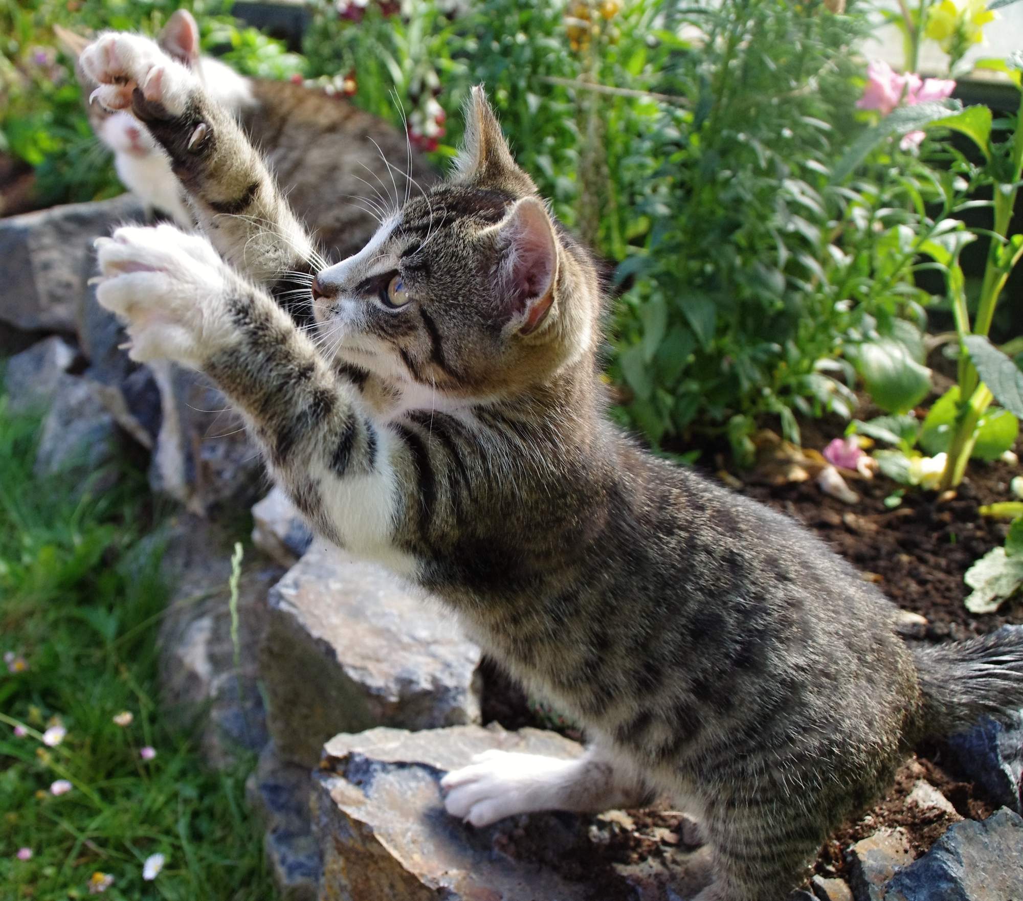 Kryptorchismus & # 8211; možné riešenie?