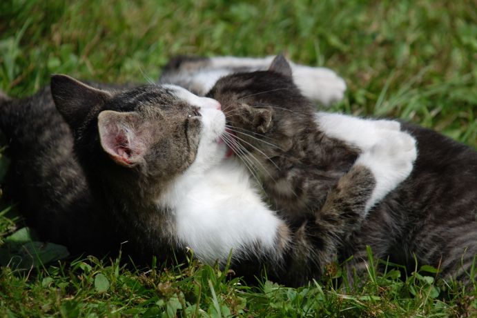 Vrodené inštinkty mačiatok