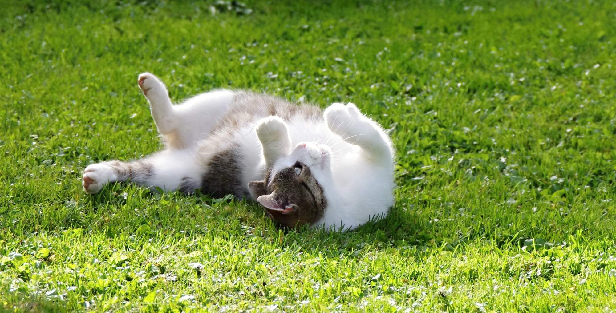 Nebezpečenstvo od líšok