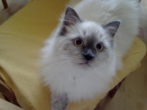 Koža a dĺžka srsti