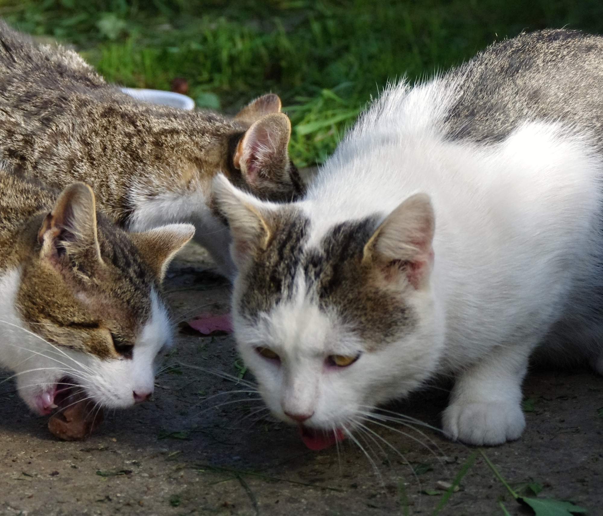 Vianočné zbierka - ďakujeme za vašu podporu