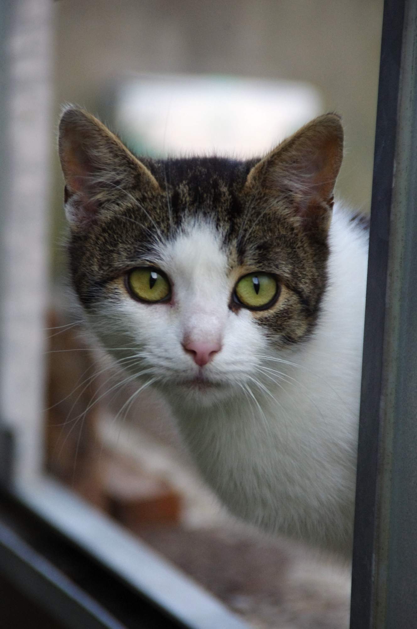 Aby bola mačka pokojnejšie ...