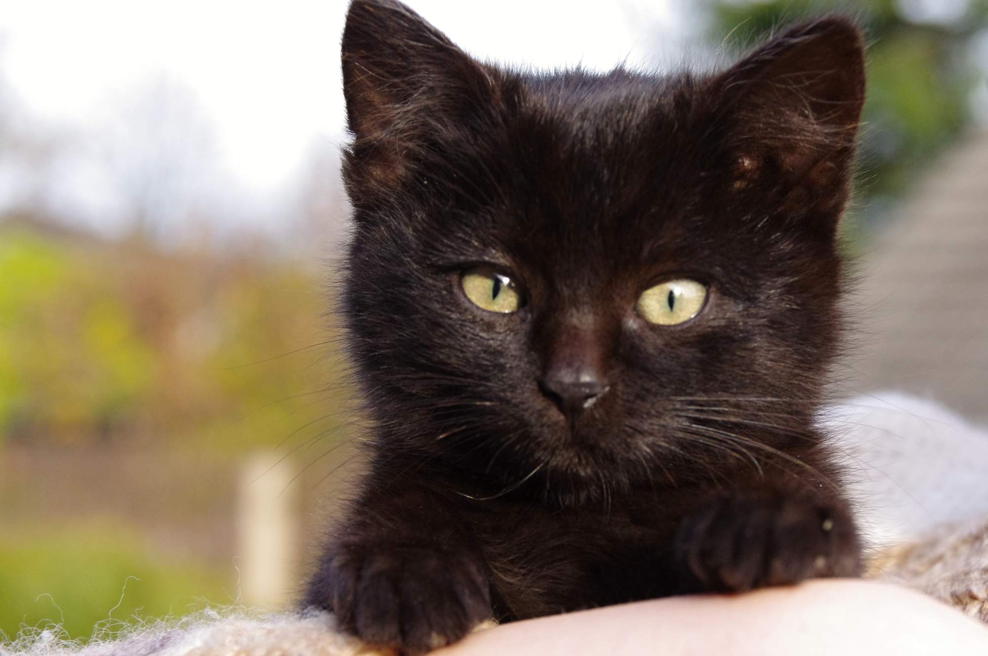 Už & # 8222; spupný & # 8220; zviera vakcinácia neochráni