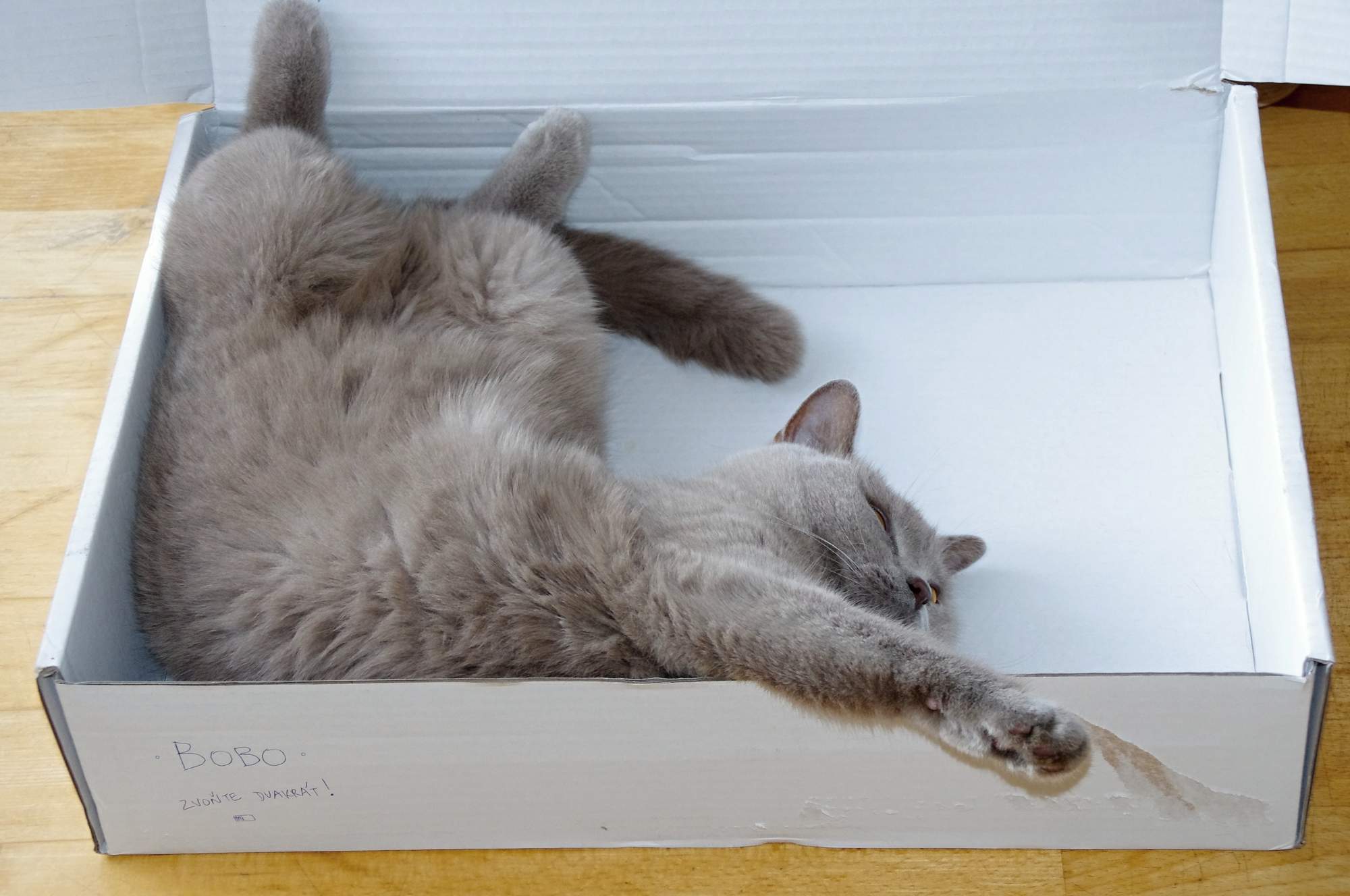 Ako spoznáte, že je mačka v strese?