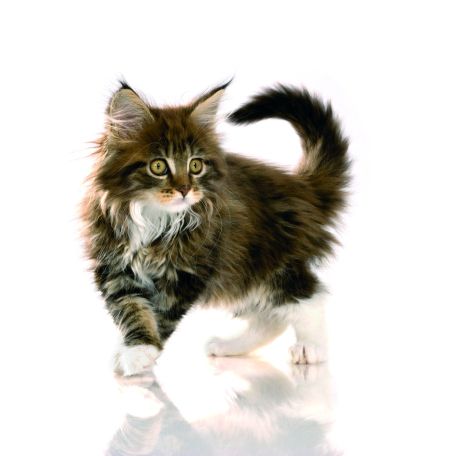 Doprajte svojmu mačiatku to najlepšie!