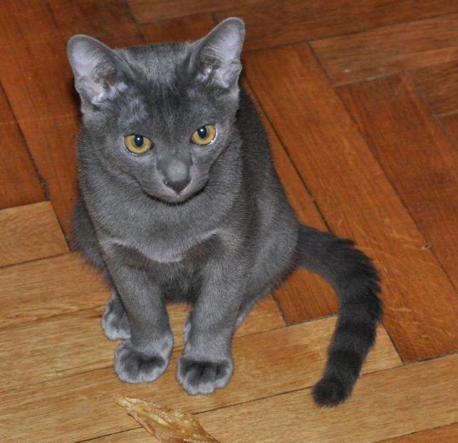 Kocourek pri maznanie hryzie