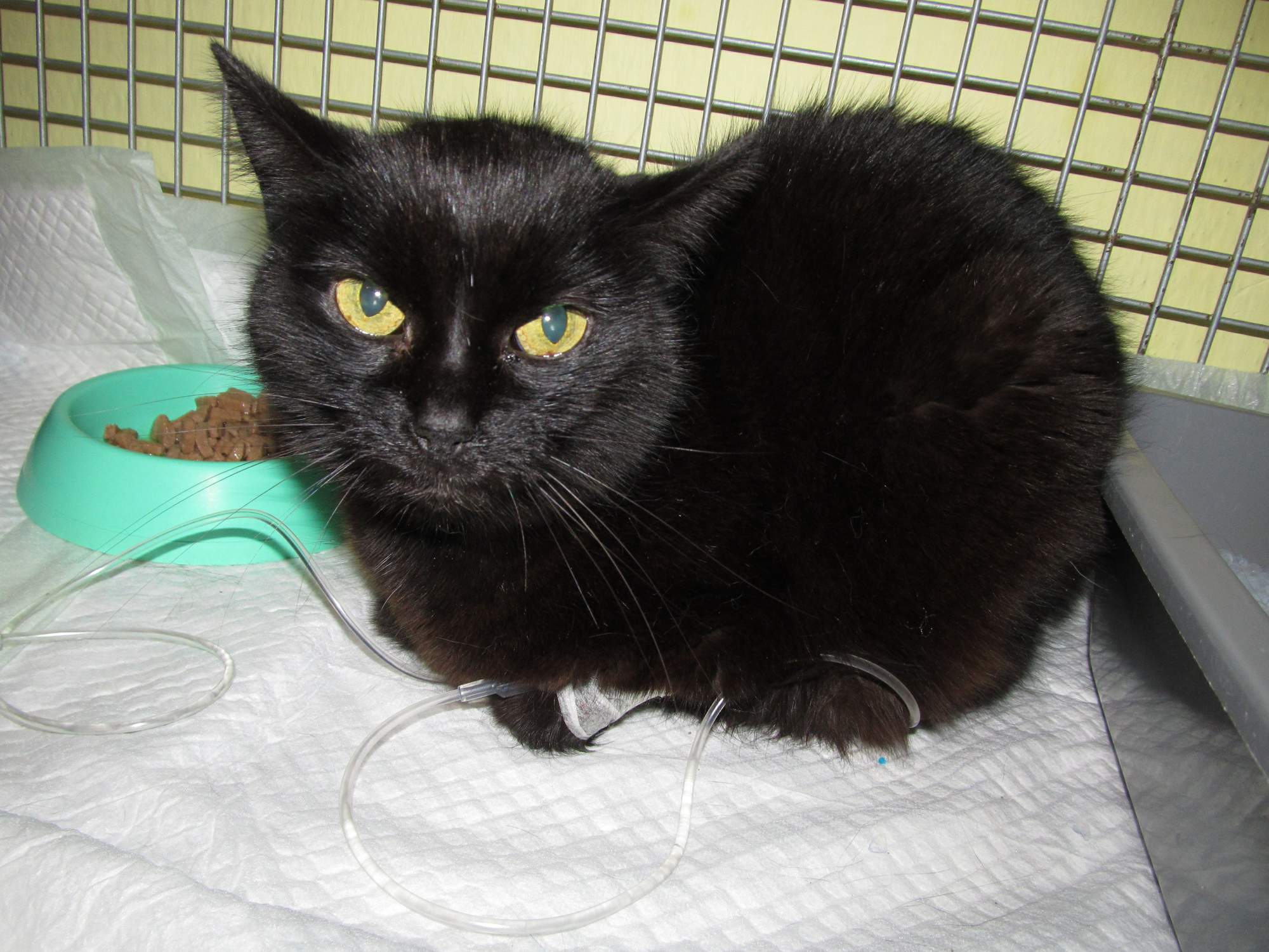 Rozlúčka s milovanou Miu