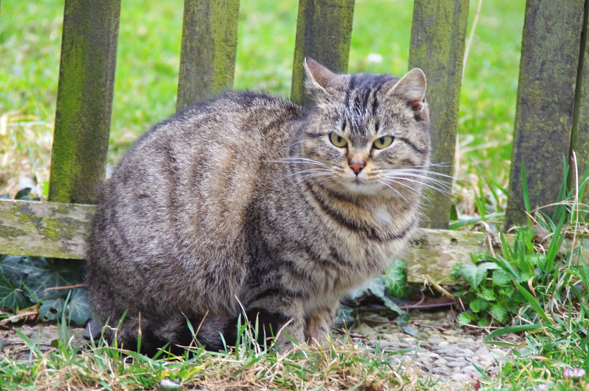 Keď na mačku príde starobe