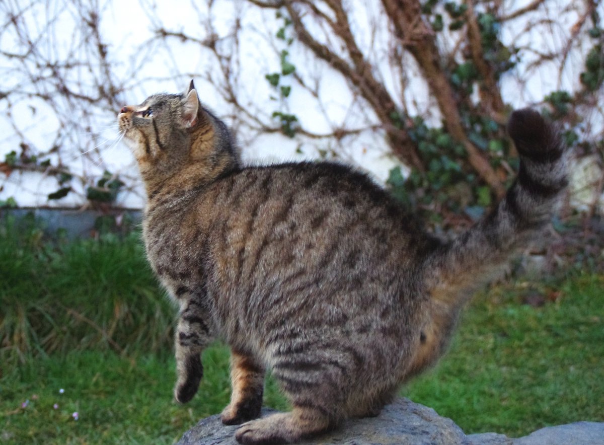 Kliešte sú tu, chráňte svoju mačku!