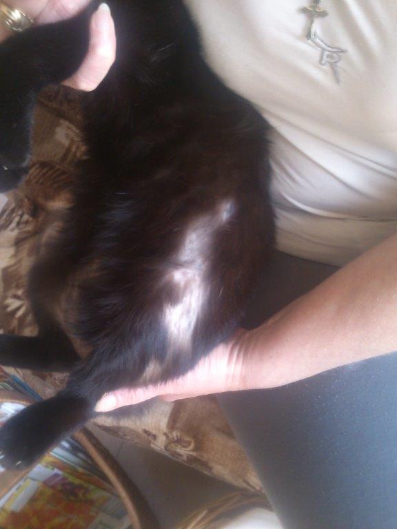 Parazity, alebo stres?