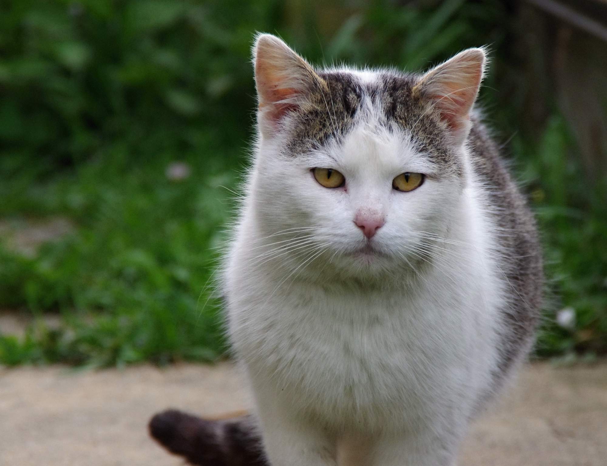 Močové kamene a homeopatiká