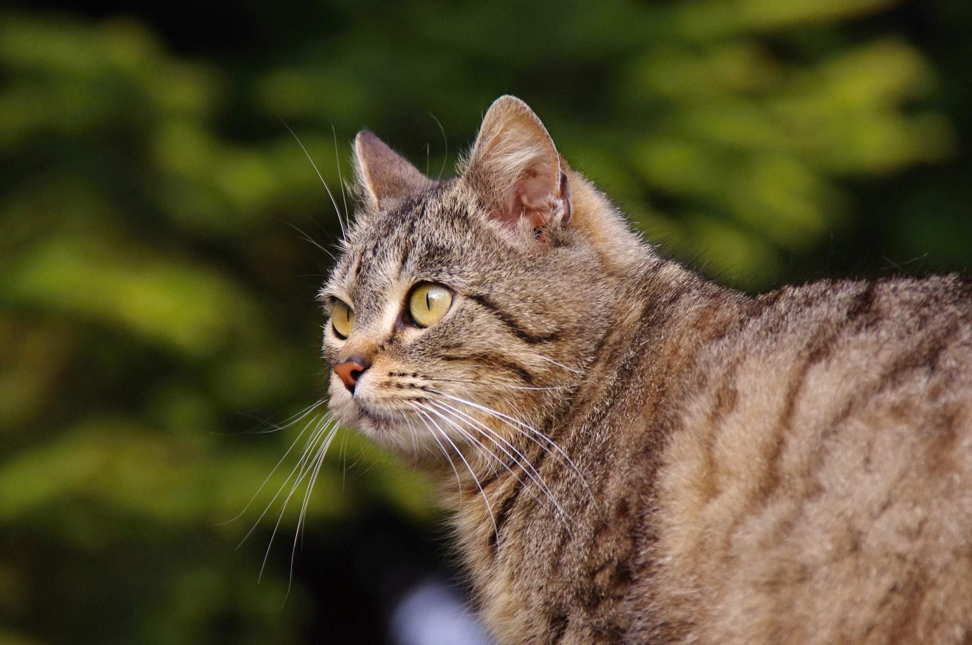 veterinárne kongres