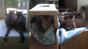 Príbeh o dvoch adoptovaných mačkách