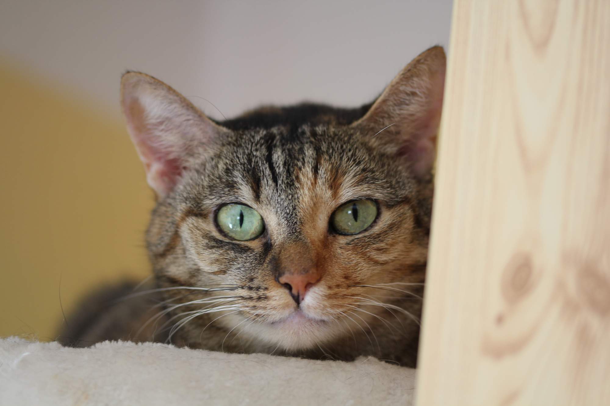 Májové mačacie priania