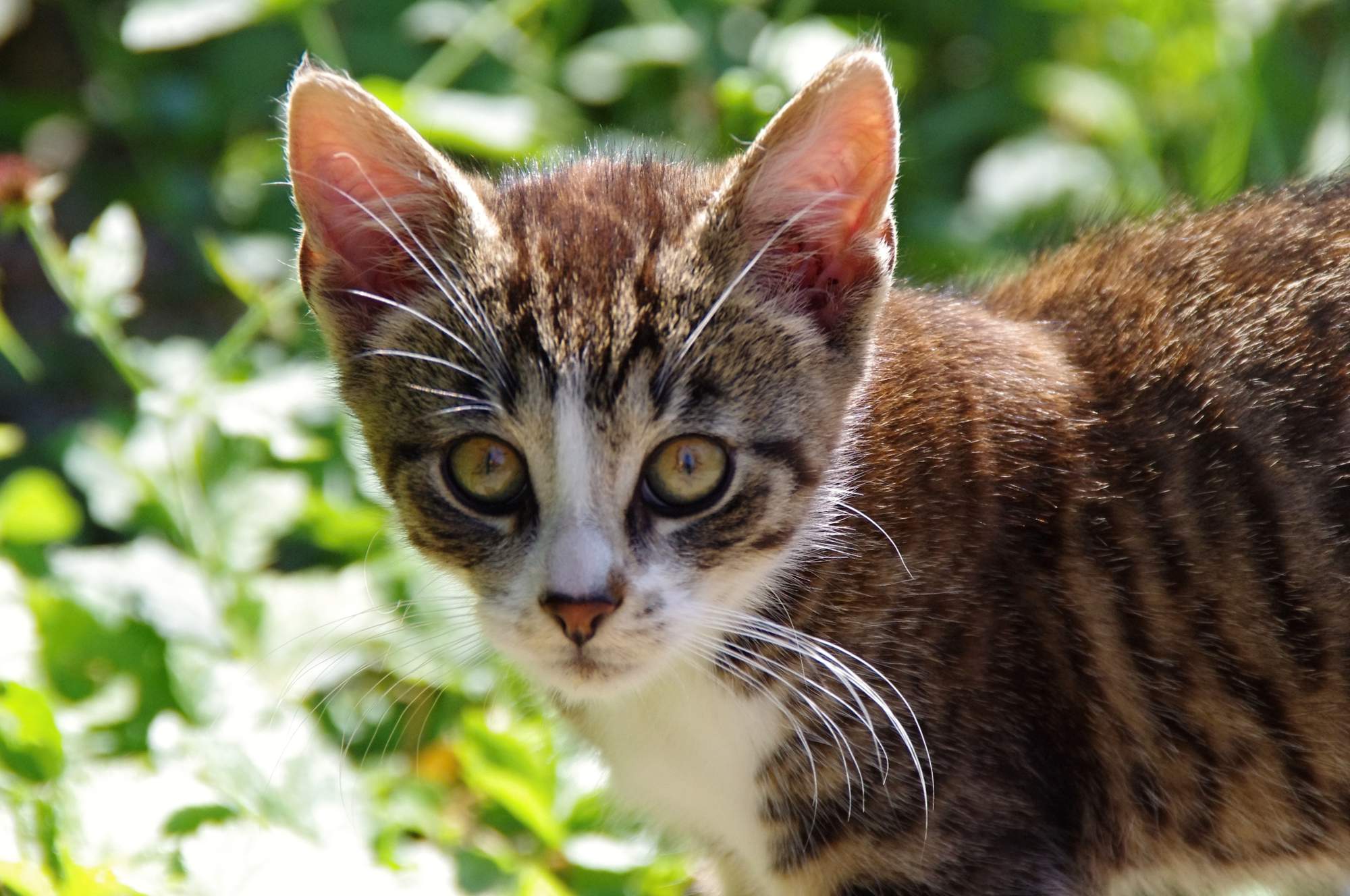 Nechutenstvo u mačiatok