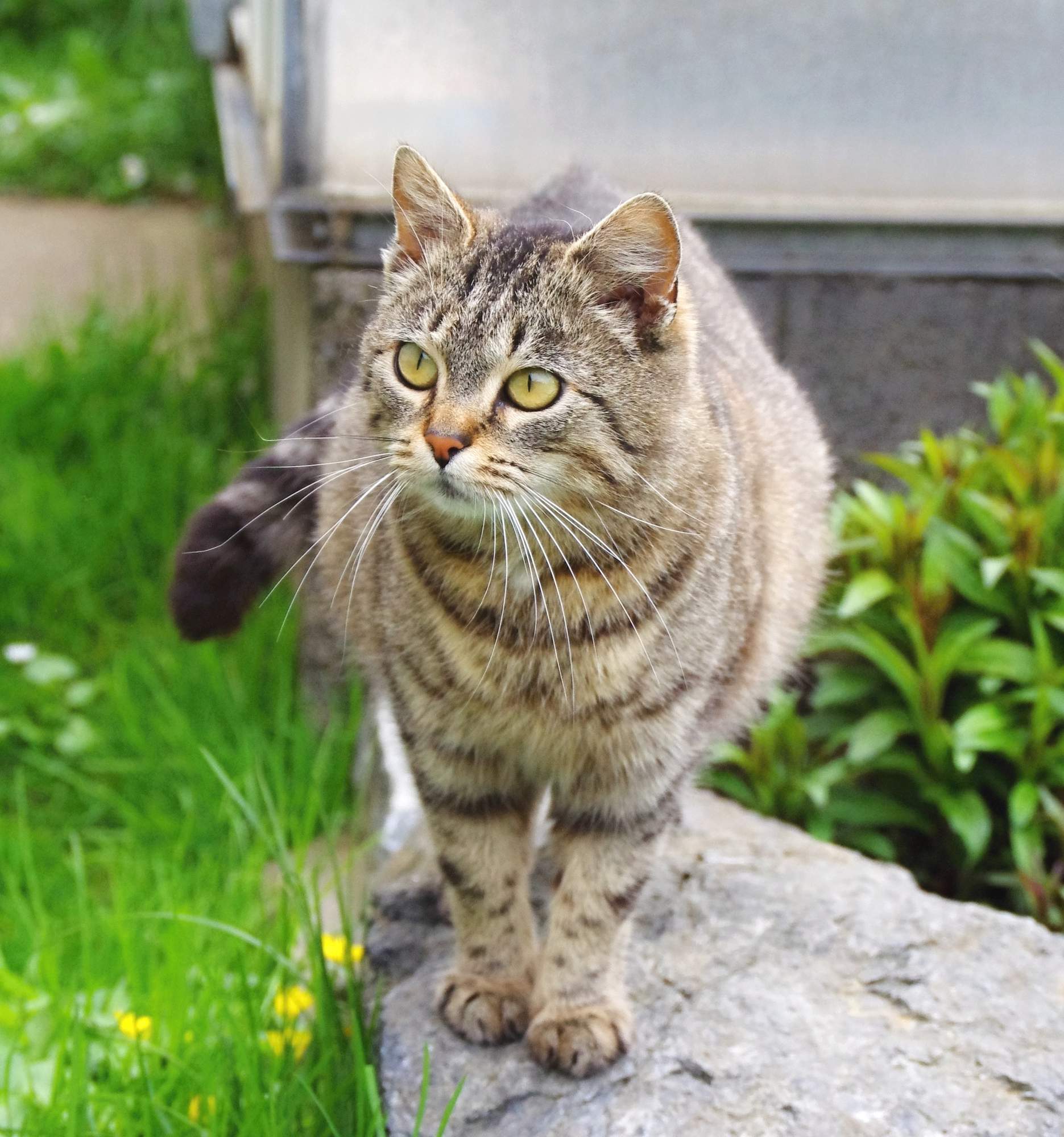 Ako napísať inzerát, ktorý nájde domov každému útulkáči?