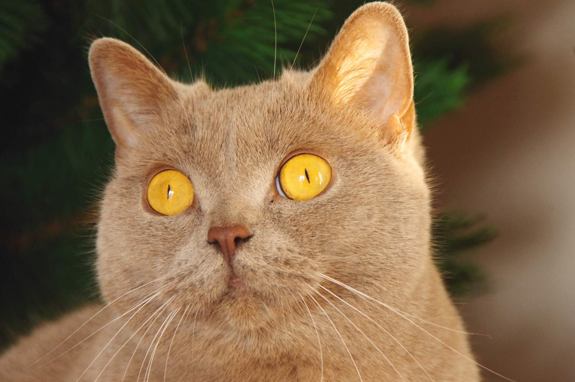 Starostlivosť o chorú mačku