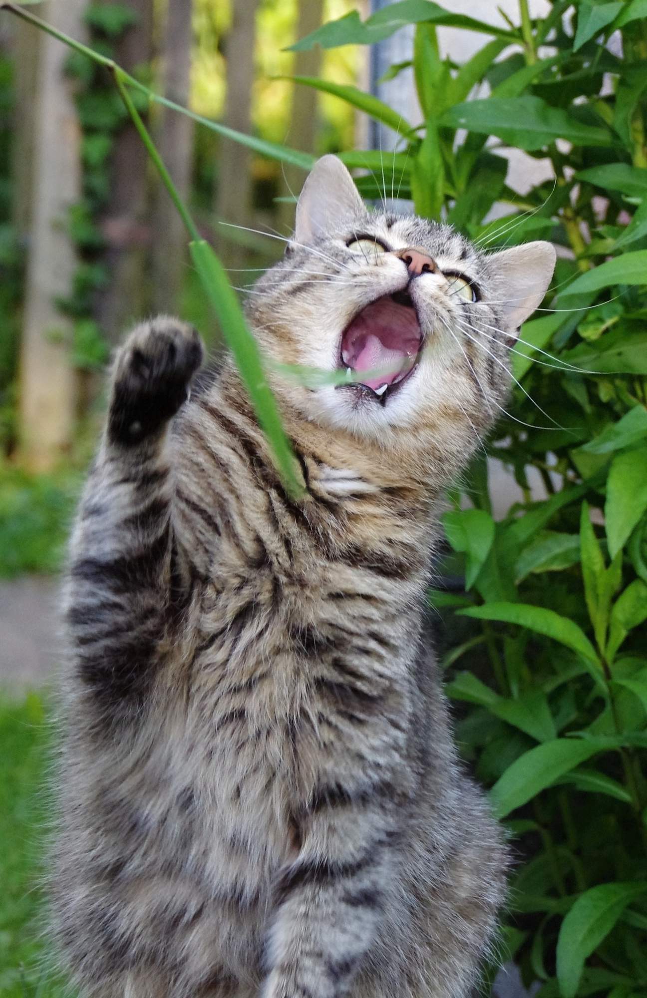 Ako dopadlo mačacie prianie?