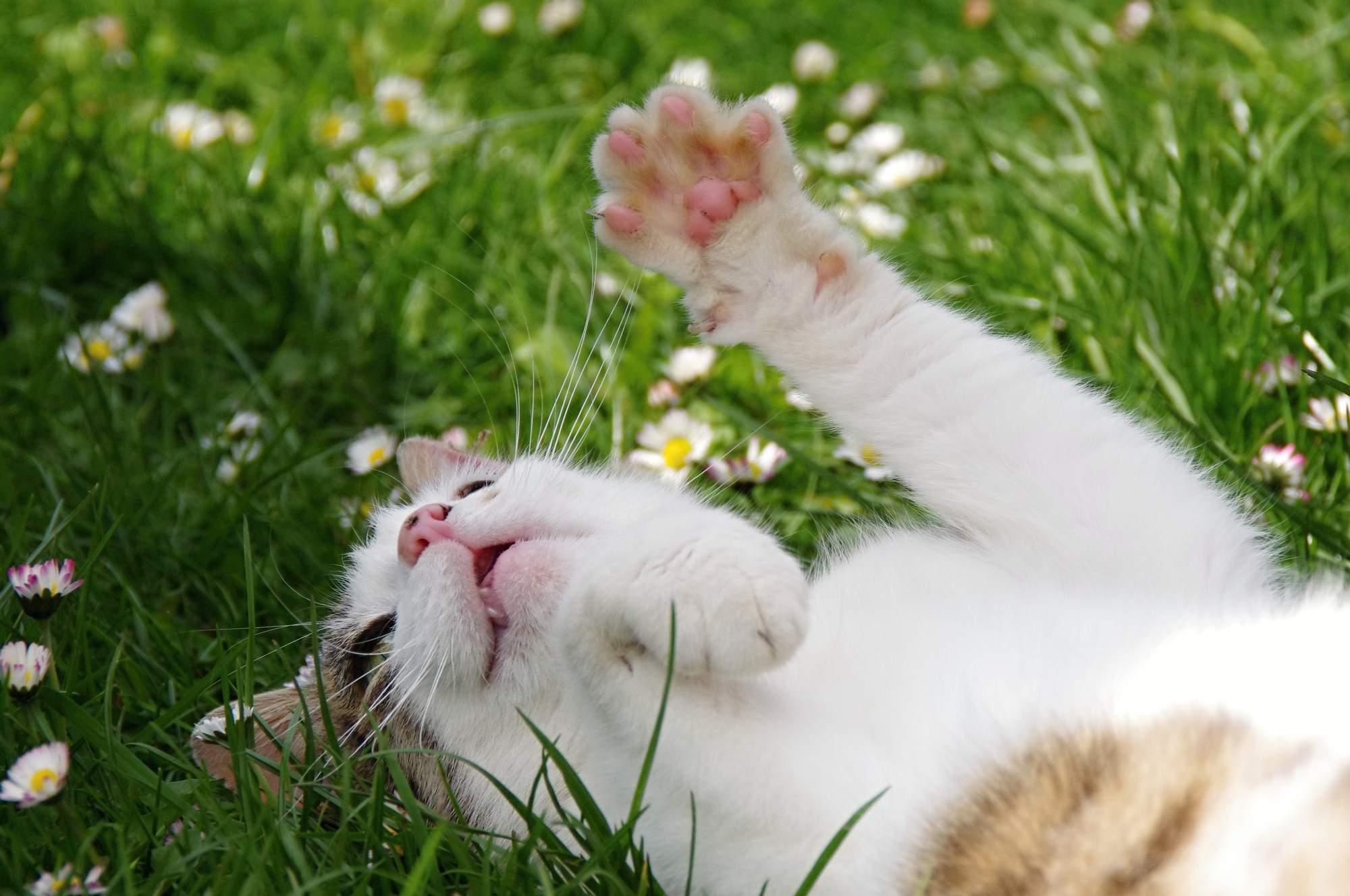 Suchá koža a lupiny