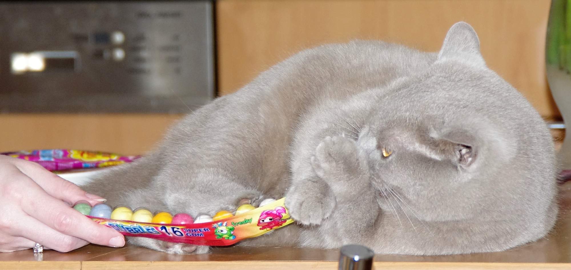 Mačky potrebujú pozornosť