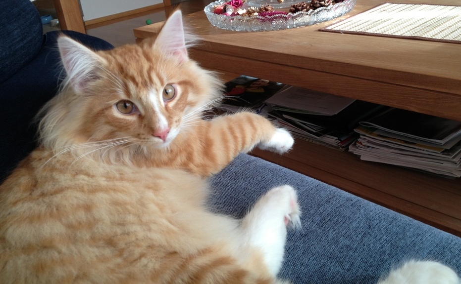 Kocourek sa domáha vychádzky