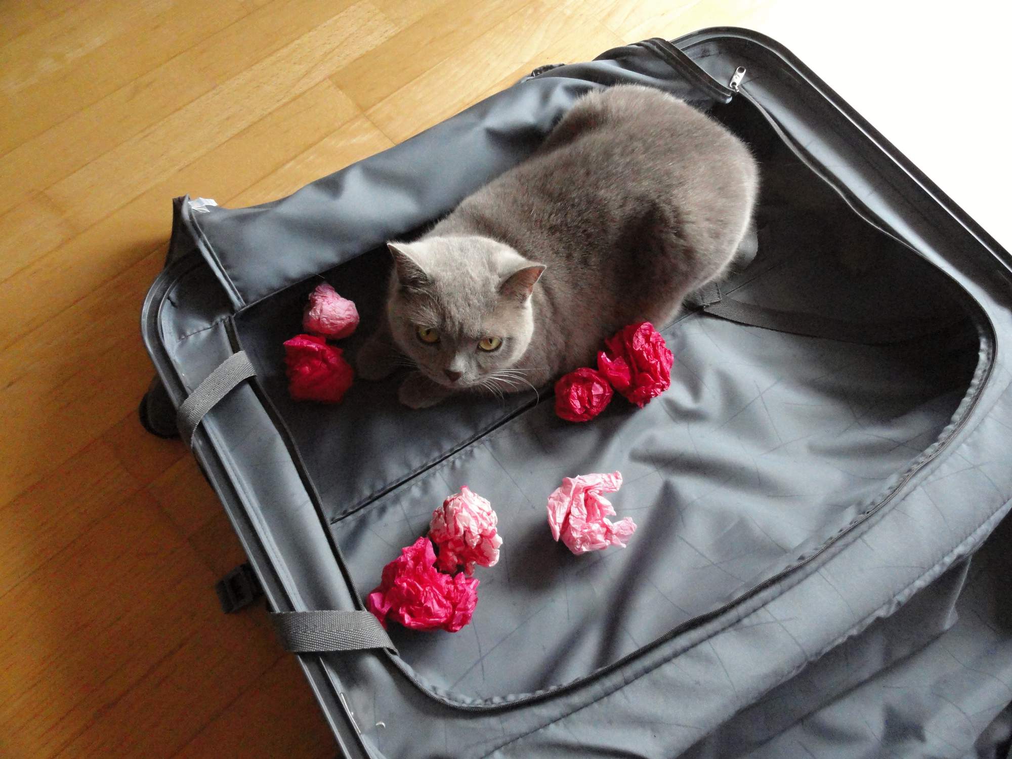 Dobrodružstvo pre izbové tigrami