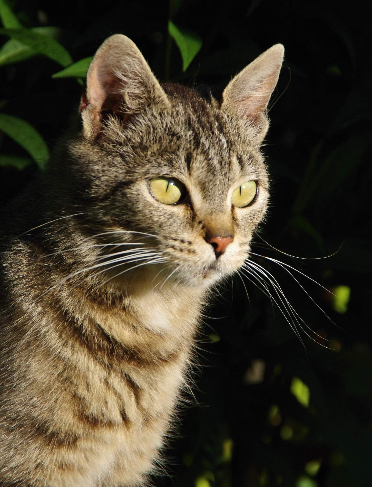 Aký je rozdiel medzi sterilizáciou a kastráciou?
