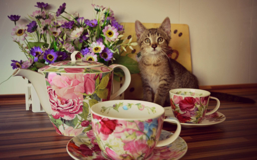 V Prahe sa otvorí nová mačacie kaviareň